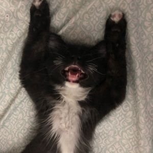 Meet your Posher, Loren